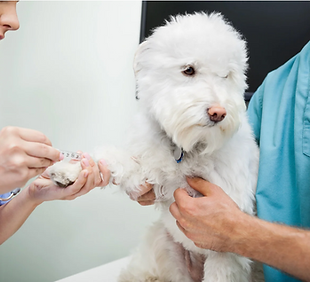 For our Canine patients, the following vaccinations and routine preventive care are recommended depending on your pet's lifestyle:

-Distemper-Adenovirus-Parvovirus-Parainfluenza-Coronavirus (DA2PPC), Bordetella, Leptospirosis, Rabies and Lyme vaccines
-Canine Influenza vaccine
-Fecal exams and deworming to detect and treat intestinal parasites Heatworm disease testing and prevention
-Flea and tick prevention


For our Feline patients, the following vaccinations and routine preventive care are recommended depending on your pet's lifestyle:

-Feline Rhinotracheitis-Calici-Panleukopenia-Chlamiydia Pasittaci (FVRCP), Feline Leukemia and Rabies vaccines
-Fecal exams and deworming to detect and treat intestinal parasites
-Feline Leukemia/Feline Immunodeficiency Virus testing
-Heartworm/Flea/Tick prevention
