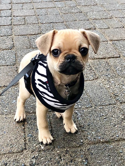 French Pug puppy