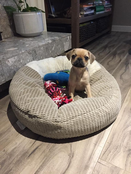 French Pug puppies