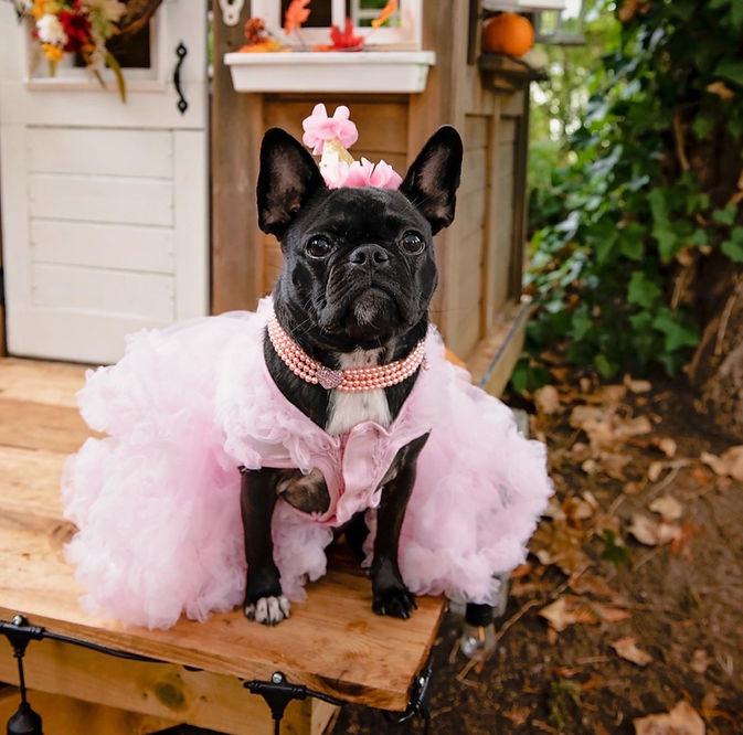 French Pug, Frug, Frenchie Pug