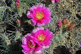 IMG_2456a.jpg