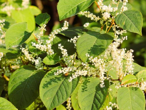 Japanese Knotweed Eradication