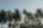 Palm trees
