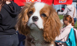 Copy of bodil2_edited_edited