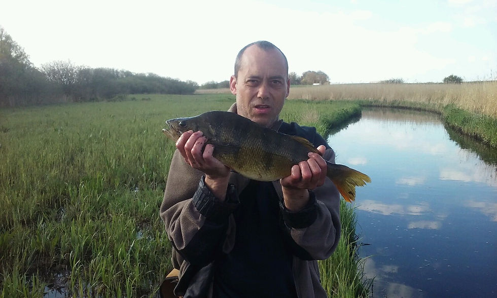 Aborre 50 cm