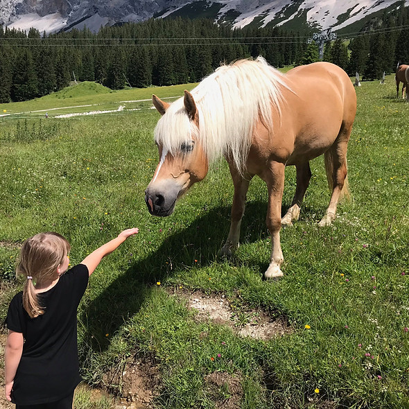 pony.jpg