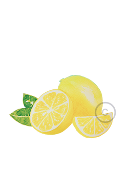 Lemon_watercolor_Marlen Osman