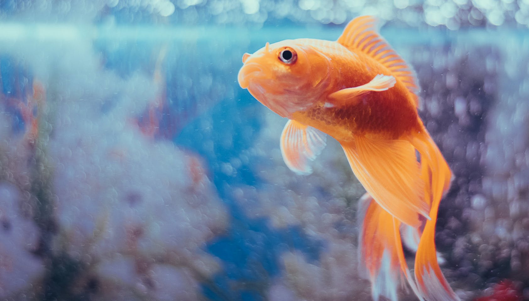 A single orange goldfish turning toward the camera in blue water, with blurred plants and a second fish behind it.