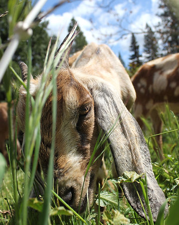 Story_Goats_Downtown-Nevada-City-Callifornia_Nevada-City-Winery_Forest-Management_Fire-Saf