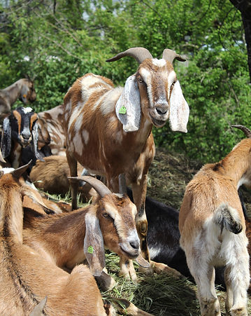 Story_Goats_Downtown-Nevada-City-Callifornia_Nevada-City-Winery_Forest-Management_Fire-Saf
