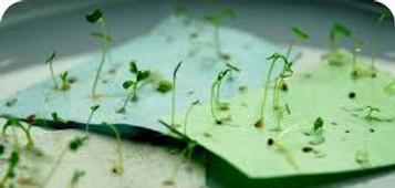 seed paper.jpg