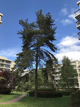 BEAUHARNAIS III-11.jpg