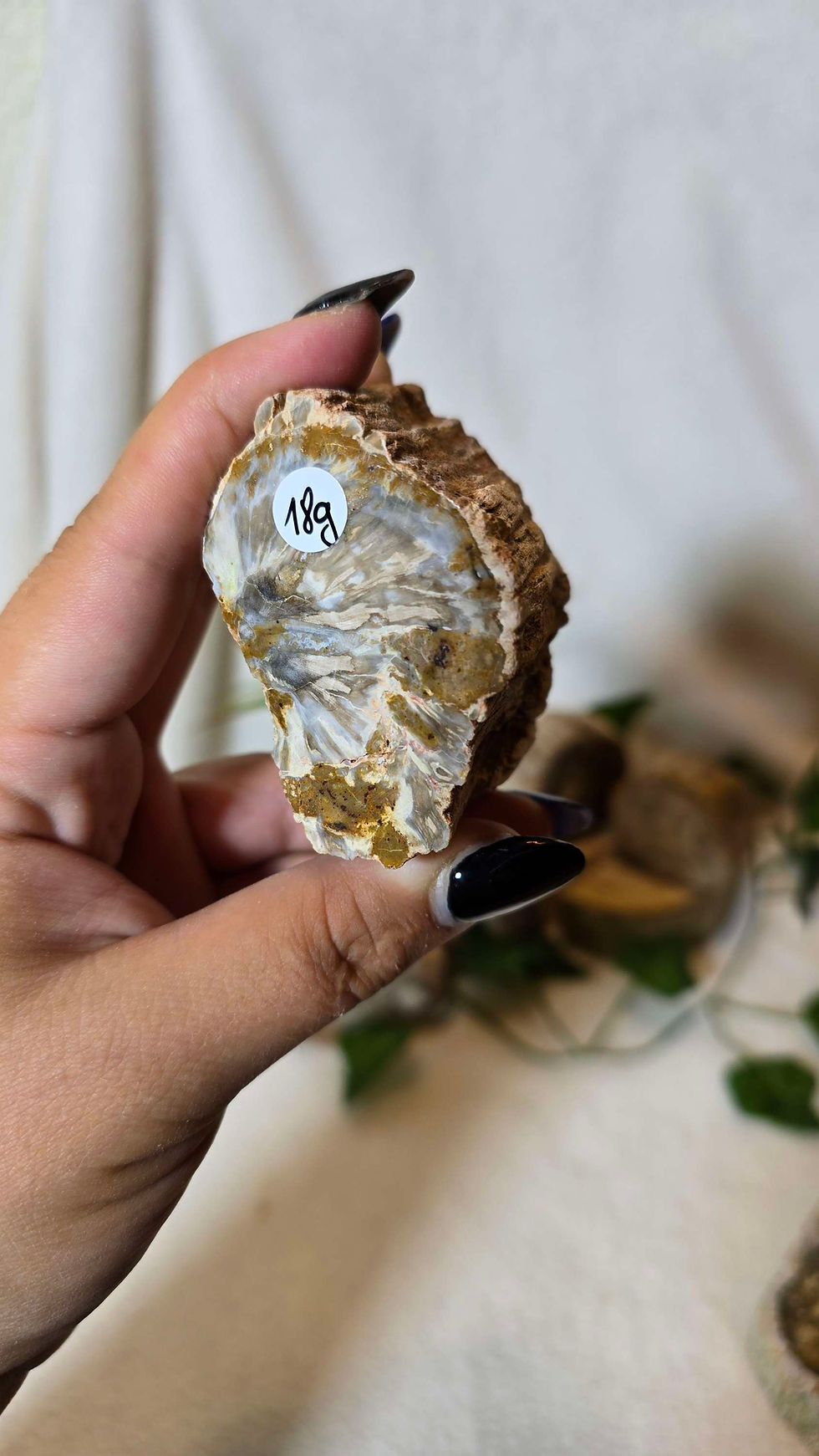 Miniaturbild: Versteinertes Holz Stämmchen