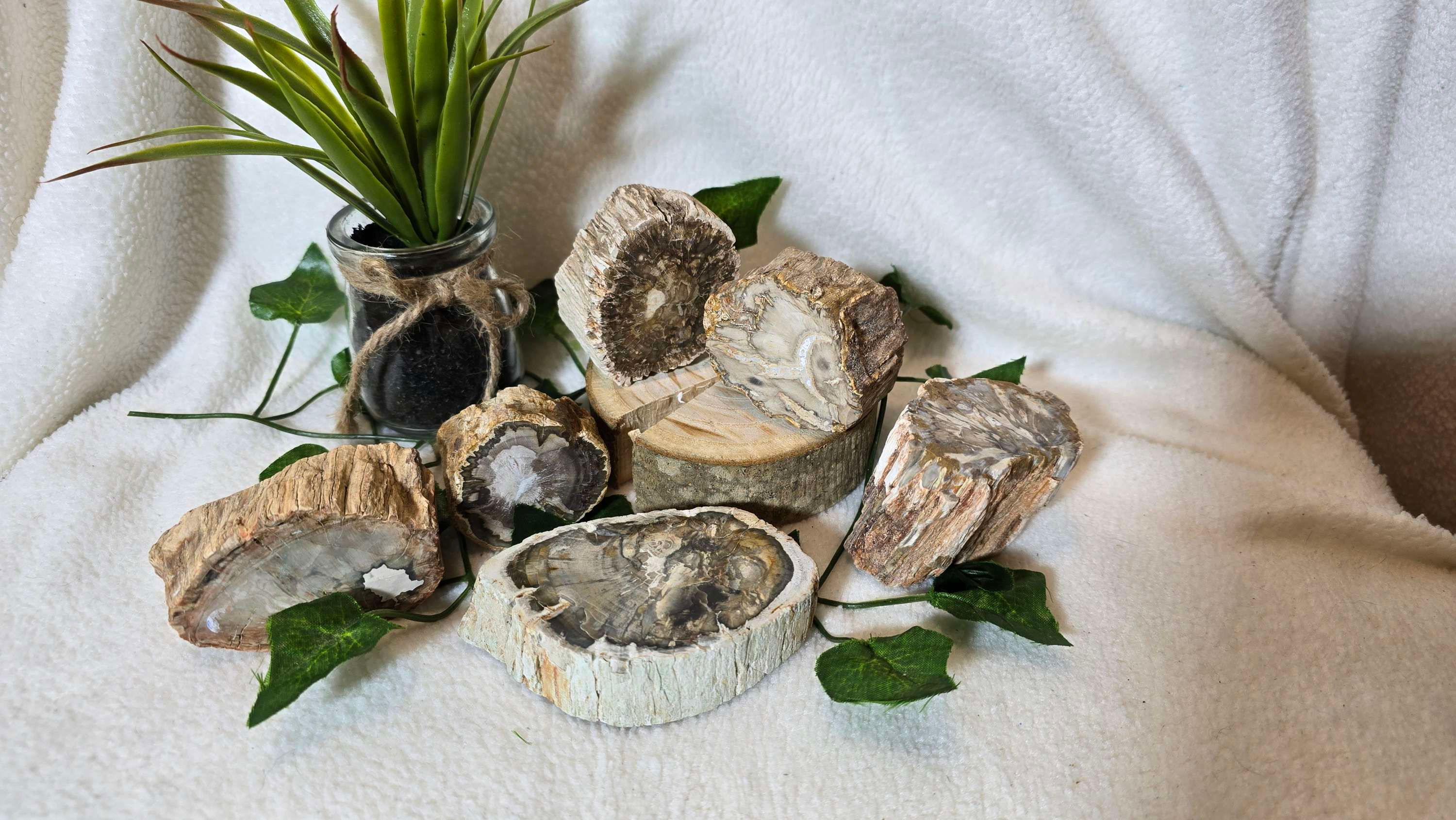 Versteinertes Holz Stämmchen