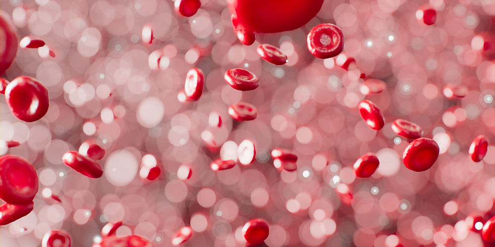 Erythrozyten / Rote Blutkörperchen