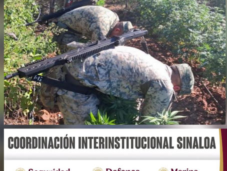 En Culiacán, el Grupo Interinstitucional localiza y destruye 2 plantíos de marihuana