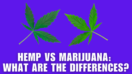 Hemp vs. Marijuana: What Are the Differences?