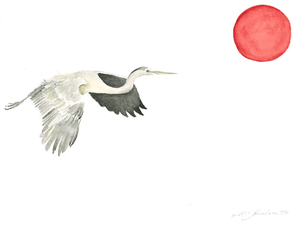 Airone Cenerino