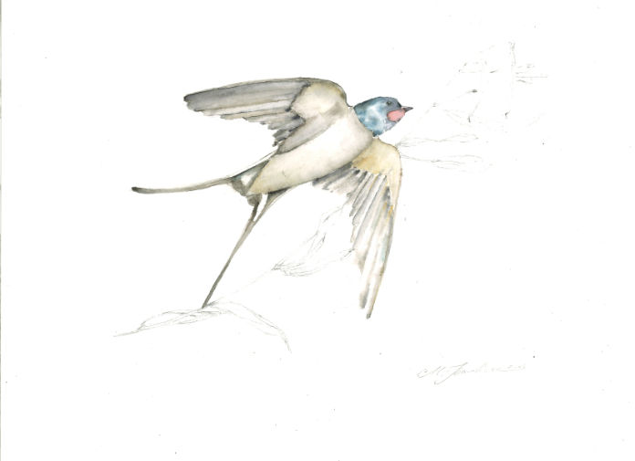 Rondine in volo con ulivo