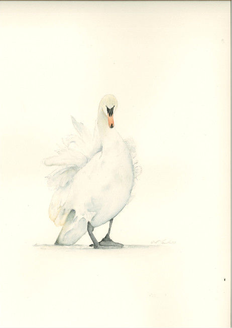Cigno