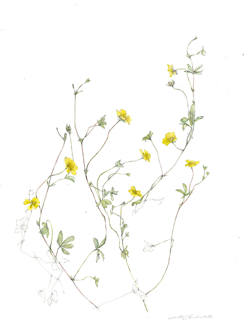 Cinquefoglie