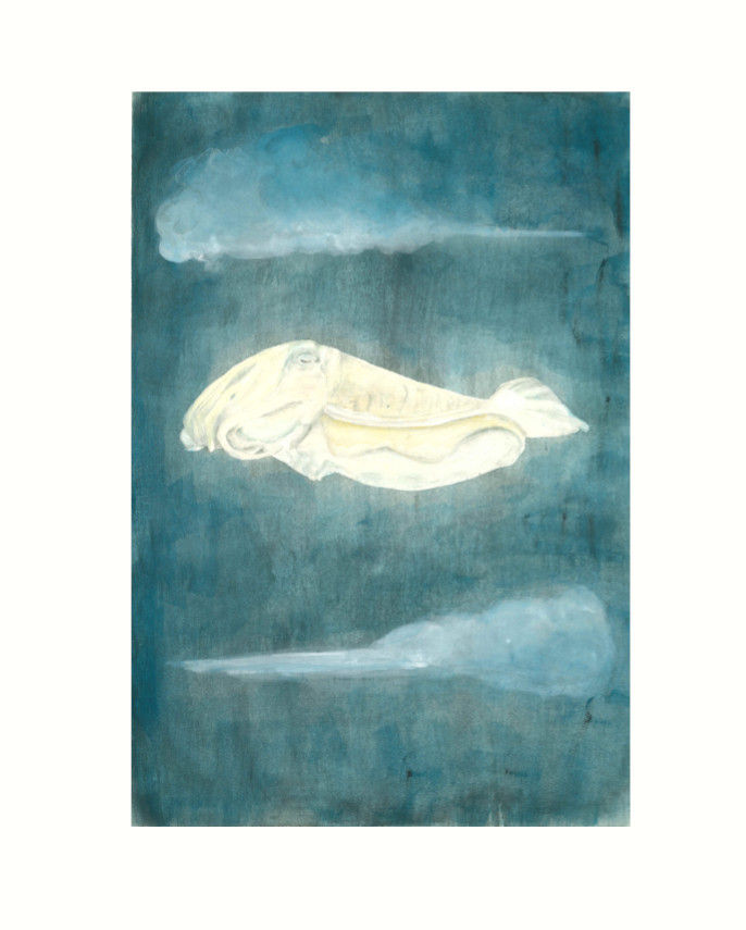Seppia volante