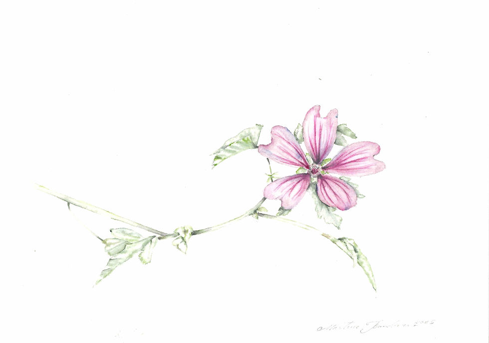 Malva