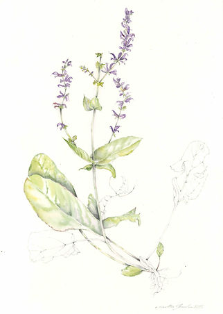 Salvia selvatica web.jpeg