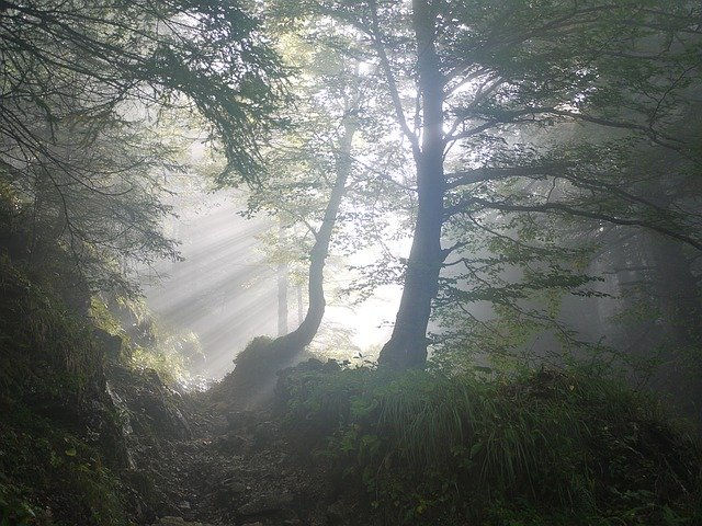 Waldlauf mit Floh