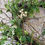 Thumbnail: Blackberry Fern Wreath