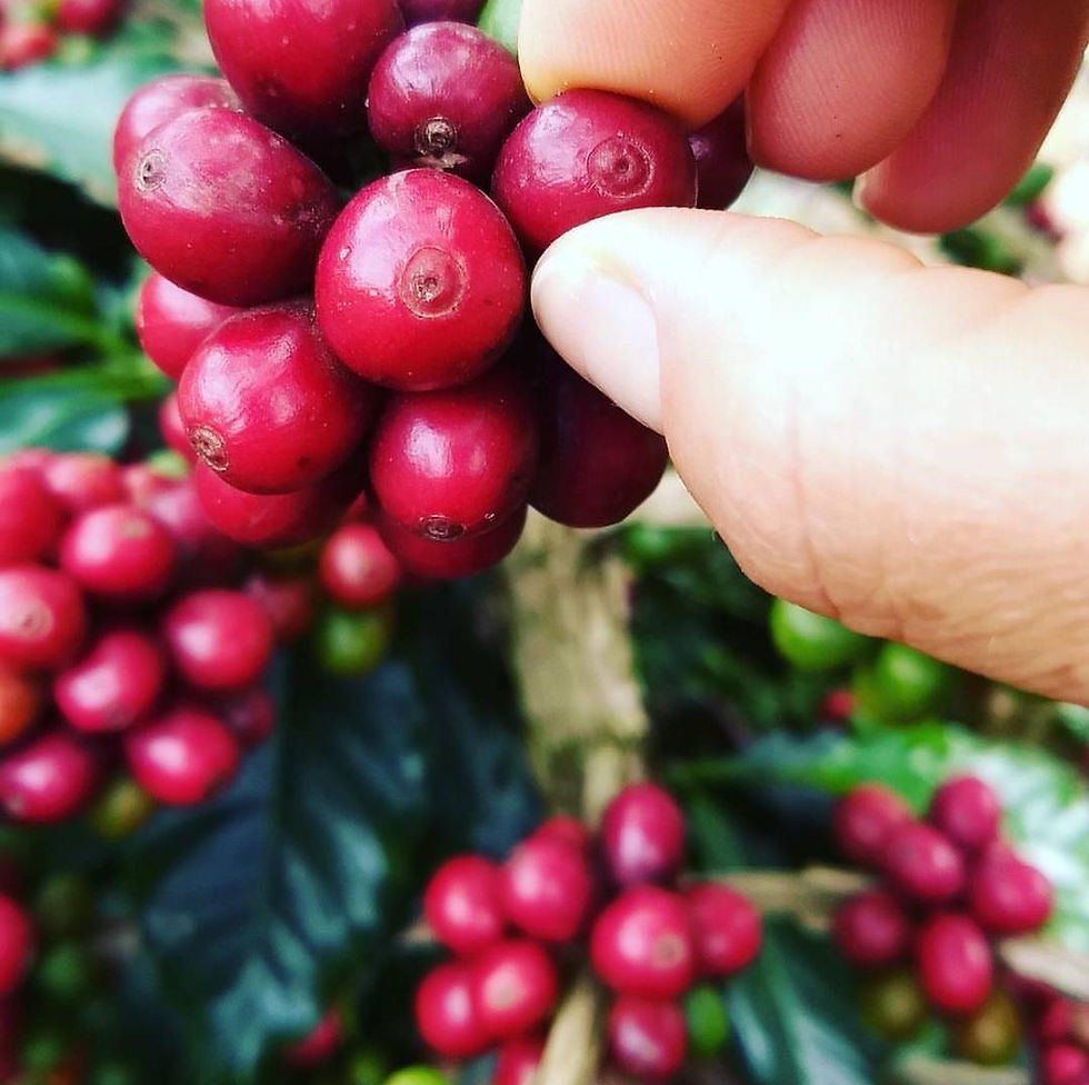 Miniatura: Floral de laranjeira, lichia... 250g- 89 PONTOS