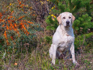 С ДНЁМ РОЖДЕНИЯ МОИ ЛЮБИМЫЕ!!!! Ровно год назад, в морозный январский день, родились наши любимые м