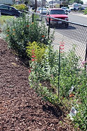 Victory Sober Living Home Yard