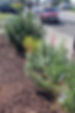 Victory Sober Living Home Yard