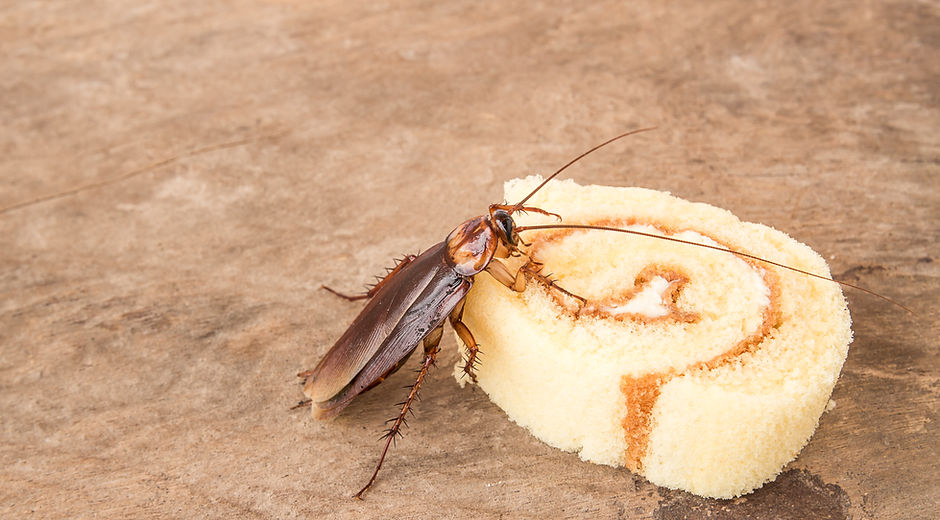 Cockroach eating a bread on wooden table