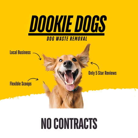 Why Our No-Contract, Local Dog Waste Removal Service Works for You