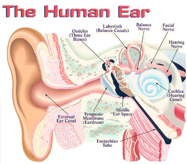 human ear