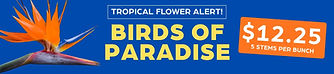 Birds of paradise movil (1).jpg