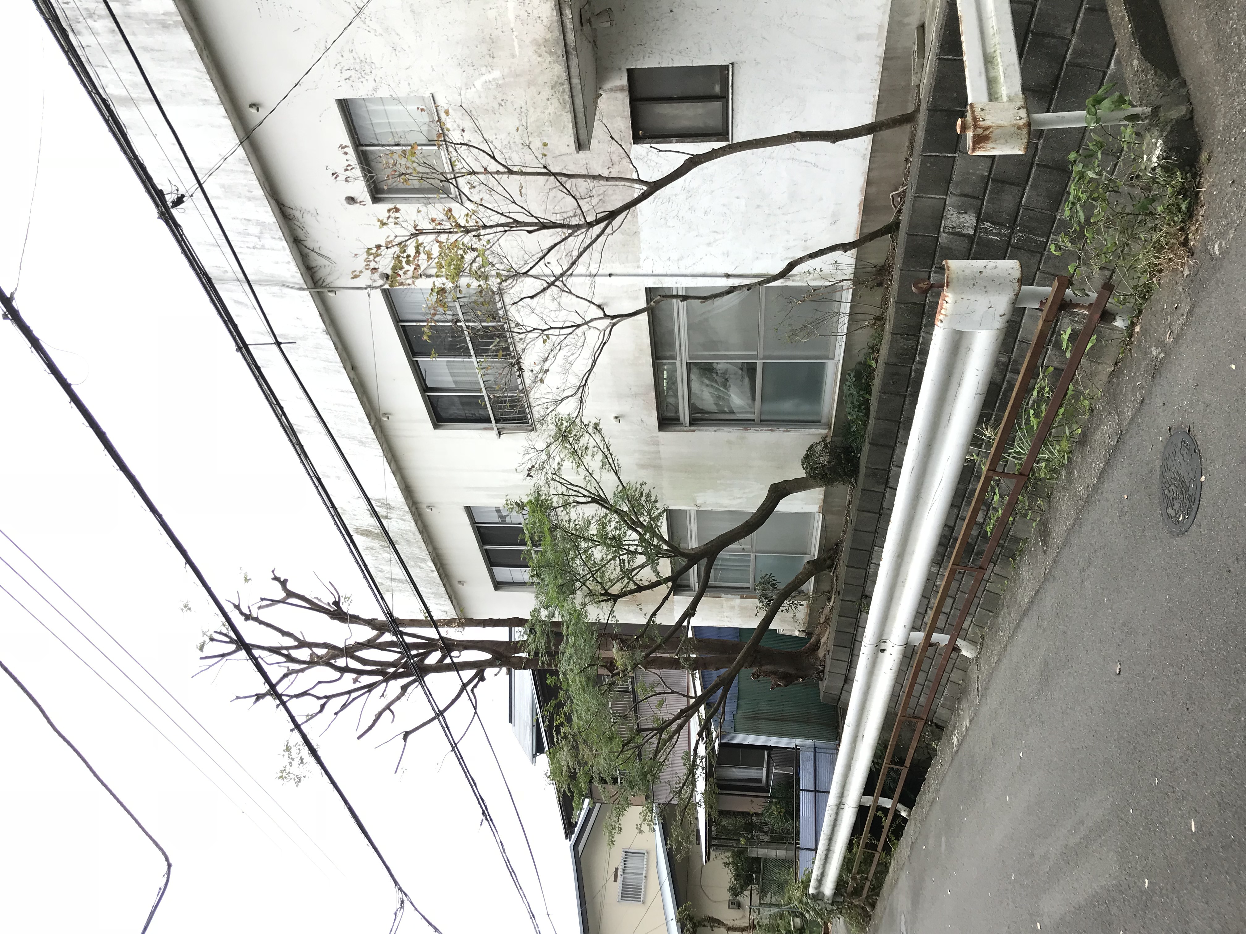 高木剪定@大磯町