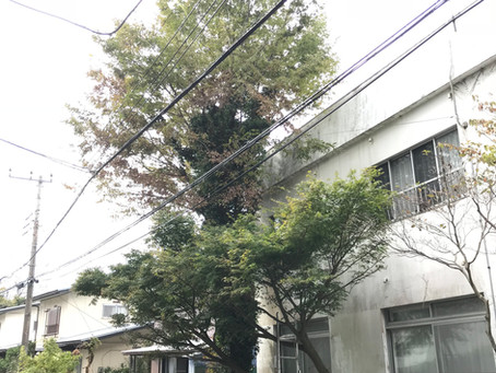 庭木の剪定@大磯町