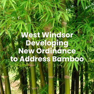West Windsor Developing New Ordinance to Address Bamboo