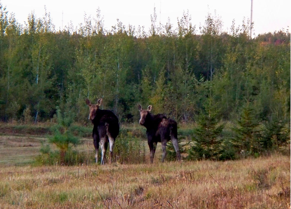 Wildlife abound.