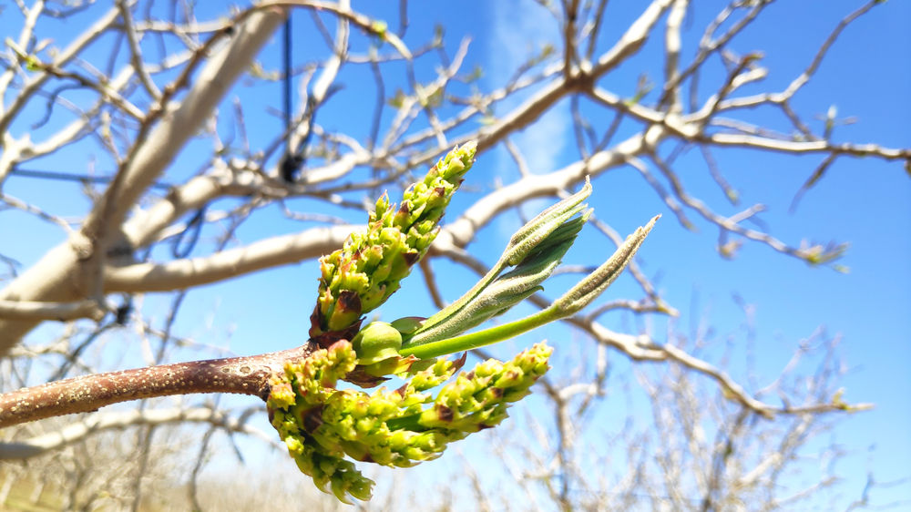 Starting to Pollinate Pistachios in California!