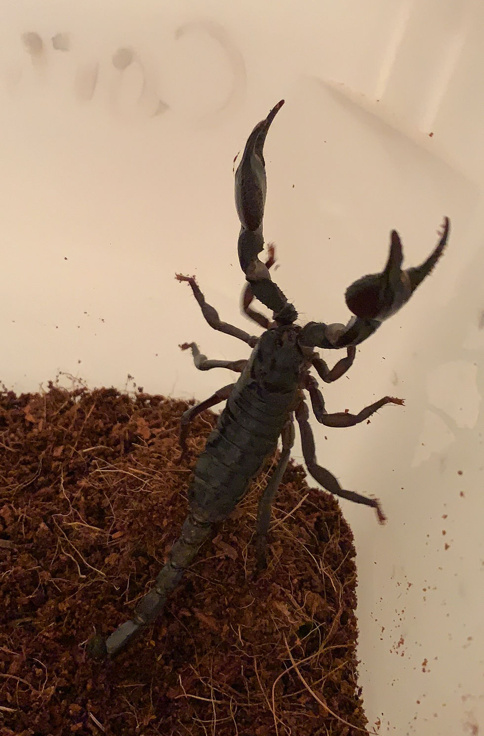 Thumbnail: Heterometrus Laoticus