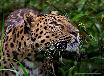 Animales en Pacaya Samiria