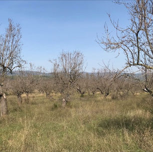 Paisatge agrícola amb pedra seca al voltant d’Atzeneta del Maestrat