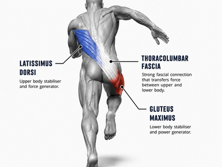 The Posterior Oblique Sling: A Key System for Movement, Stability and Load Distribution