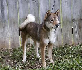 Kenshin shikoku dog