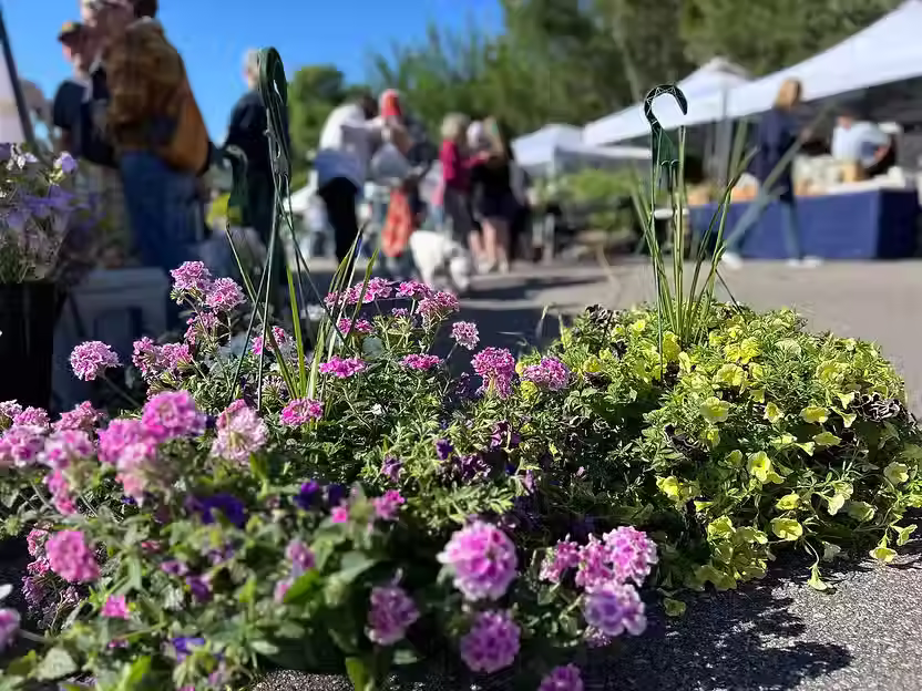 macon county farmers market downtown franklin nc.avif