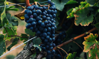 Wine 2.png